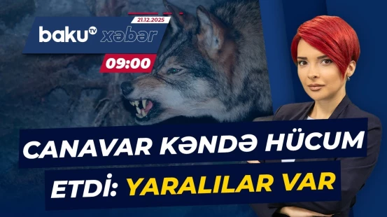 Şəkidə canavar kəndə hücum edərək sakinlərə xəsarət yetirib - Baku TV CANLI