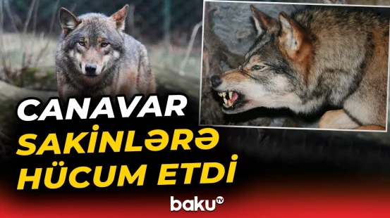 Şəkidə canavar kəndə hücum edərək sakinlərə xəsarət yetirib - Baku TV