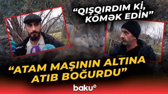 “Yola çıxanda artıq canavar xanımı...” | Yasa gedən Şəki sakinləri dəhşət yaşadı - Baku TV