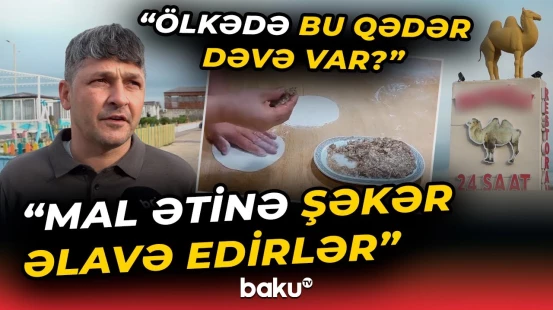 Restoranlarda təklif olunan dəvə qutabının tərkibindəki dəvə ətidir? - Baku TV