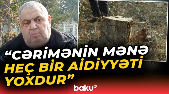 Gəncədə nadir ağaclar kəsildi | Təbiətə bu qədər ziyan dəydi - Baku TV