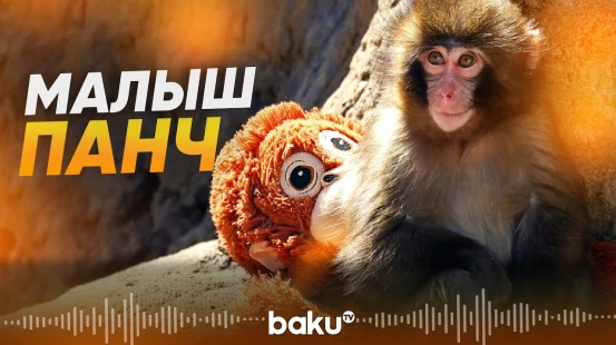 Обезьянка Панч – весь мир растроган этой историей - Baku TV | RU