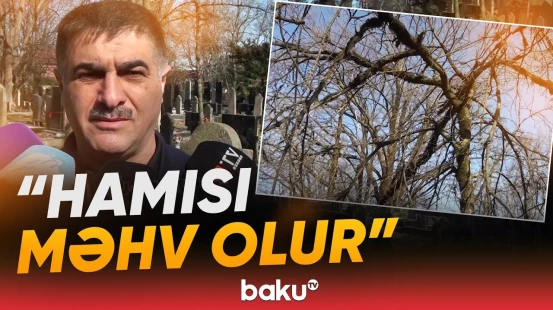 "Ancaq Astarada var, amma..." - Adı "Qırmızı kitab"a düşən bitki niyə məhv olmaq üzrədir? - Baku TV