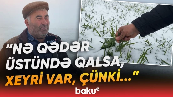 "5 hektar əkmişəm, Allah qoysa..." | Martda yağan qarın məhsuldarlığa təsiri - Baku TV