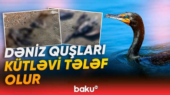 Dəniz quşlarının kütləvi ölümü nə ilə bağlıdır? - Baku TV