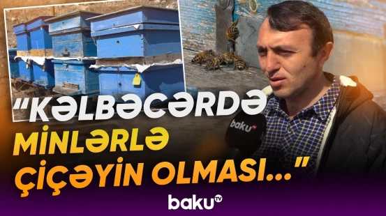 Əsl dağ balı necə hazırlanır? | Kəlbəcərli müəllim Baku TV-yə danışdı - Baku TV
