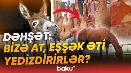 At və uzunqulaqlar hara yoxa çıxır? | Sayları kəskin azaldı, dəhşətli faktlar üzə çıxdı - Baku TV