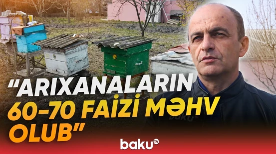 Özbəkistandan Azərbaycana təhlükəli arılar gətirilib? - Baku TV