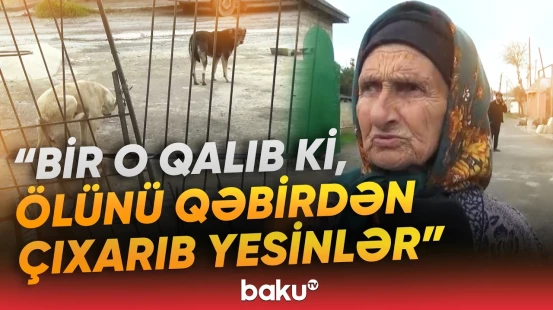 Burada sakinlər qorxu içində yaşayır | "Uşaqlara hücum edirlər" - Baku TV