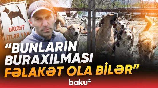 "Bu qədər iti hara aparım?!" | 400 heyvan sığınacaqdan niyə çıxarıldı? - Baku TV