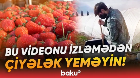 Çiyələklərə kimyəvi maddələr vurulur? | AQTA yayılan görüntülərlə bağlı açıqlama verdi - Baku TV