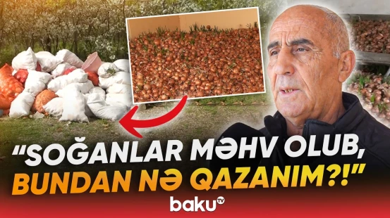 Tovuzlu fermerlər xarab olan soğanlardan gileyləndi - Baku TV