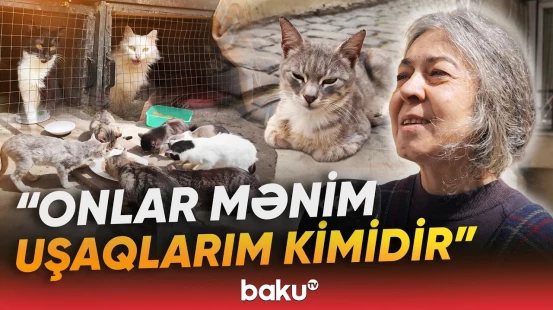 "Mən bunları etməsə idim..." | Bakı sakininin pişiklər üçün qurduğu həyat - Baku TV