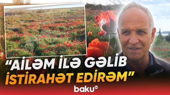 "Güllərdən dərib, istirahət edirik" | Hər kəsi özünə cəlb edən lalə sahəsi - Baku TV