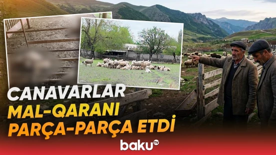Ucarda canavar sürüsü kəndə hücum etdi | Kənd sakini hadisədən danışdı - Baku TV