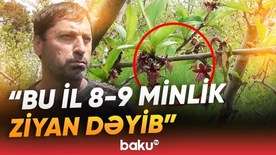 Qeyri-sabit hava fermerləri çətin vəziyyətə saldı | Meyvənin qiyməti nə qədər olacaq? - Baku TV