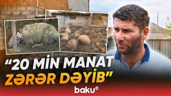 Şəkidə canavarlar kəndə hücum etdi | Təsərrüfat sahiblərinə ciddi ziyan dəyib - Baku TV