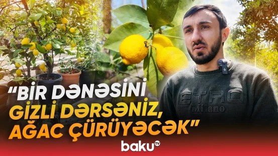 Şöhrəti hər yana yayılan məşhur Gəncə limonu - Baku TV