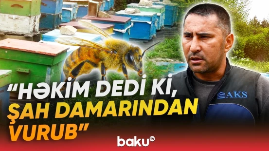 Tərtərdə 48 yaşlı kişi arı sancması nəticəsində dünyasını dəyişdi - Baku TV