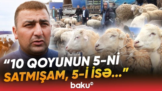 Qurban bayramı ərəfəsində heyvan bazarında vəziyyət necədir? - Baku TV