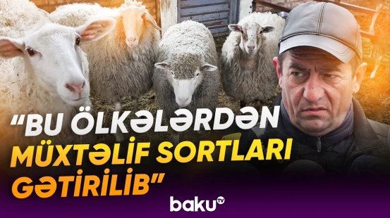 Laçının sənaye müəssisələri | Yaxın gələcək üçün hansı planlar nəzərdə tutulub? - Baku TV