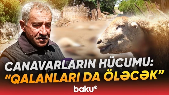 "Bura vəhşi heyvanla doludur" | Sakinlər çətin halda - "İnsana da hücum etsələr..." - Baku TV