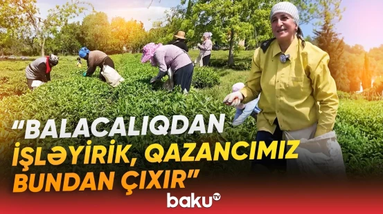 "Günə 30-40 manat qazanırıq" | Astara çayını keyfiyyətli edən sirr nədir? - Baku TV