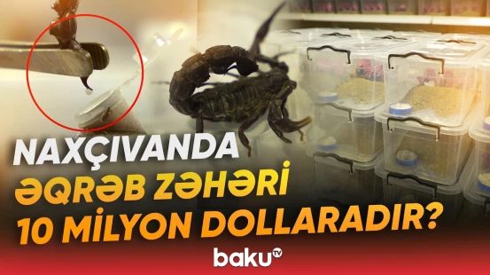 "Burada əqrəblər xüsusi üsulla yetişdirilir" | Əqrəb zəhərləri necə istifadə olunur? - Baku TV