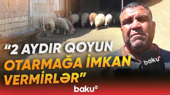 Cəlilabadda kənd sakinləri təhlükə ilə üz-üzə | Canavarların hücumu artıb - Baku TV