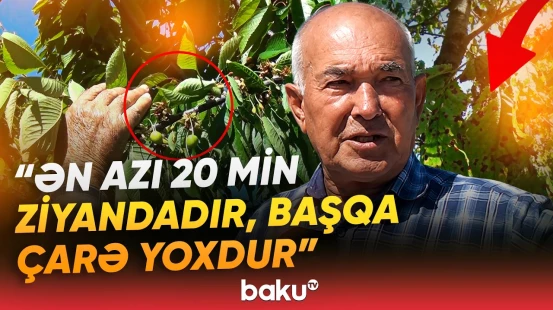 “Hamısı yanıb gedib” | Qubalı fermerlər çıxılmaz vəziyyətdə qaldı - Baku TV