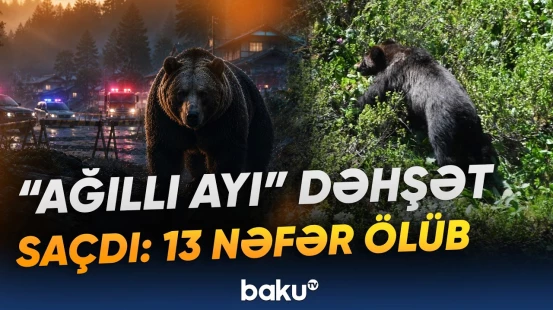 Bu ərazidə məktəblər bağlandı | Ayı hücum etdi, qorxulu anlar yaşandı - Baku TV
