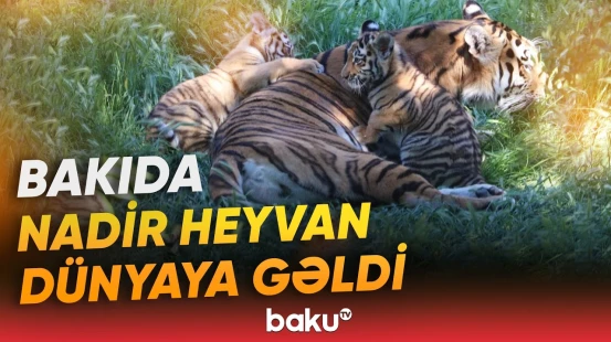 Zooparkda nadir hadisə | "Qonur ayıdan sonra ən böyük 3-cü yırtıcıdır" - Baku TV