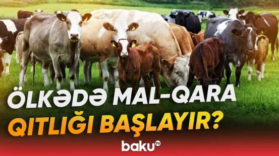 Ekspertlər xəbərdarlıq edir: Mal-qaranın azalması bazarda... - Baku TV