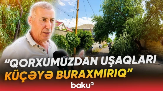 Saray qəsəbəsində aşan ağac sakinlər üçün təhlükəli vəziyyət yaradıb - Baku TV