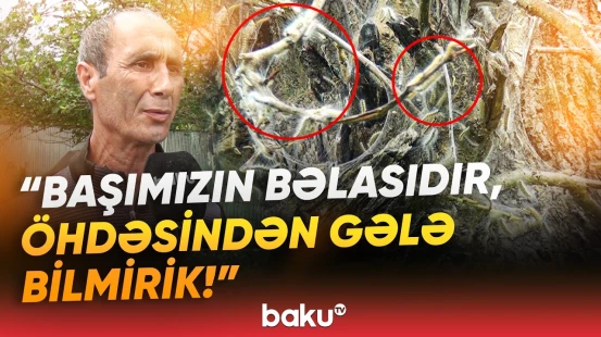“Hamısını yeyir, heç biri tapılmayacaq!” - Balakəndə ortaya çıxan böyük təhlükə - Baku TV