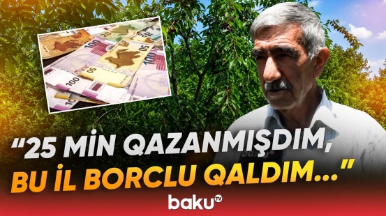 "Yığmaqdansa, ağacda qalması yaxşıdır" | Fermerlərin başına oyun açan bəla - Baku TV