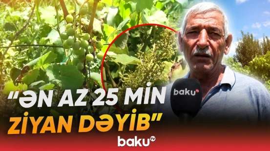 Salyanda qeyri-sabit hava fermerlərin məhsul və təsərrüfatlarına ziyan vurub - Baku TV
