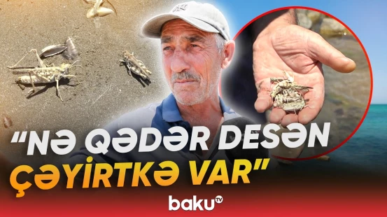Novxanı sahillərində qeyri-adi mənzərə | Ərazini çəyirtkələr basıb - Baku TV
