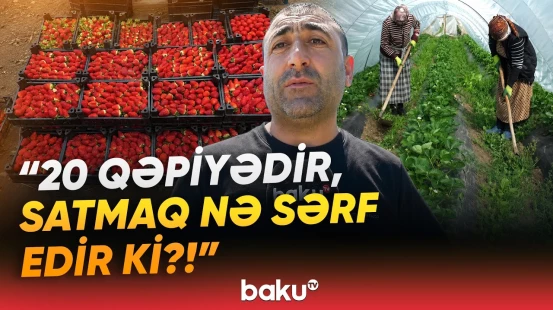 "Çiyələkləri yığıb tökmüşəm oraya" | Fermerlərin aylarla çəkdiyi zəhmət niyə hədər getdi? - Baku TV