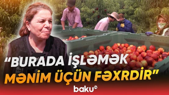 Zəngilanda meyvə bağlarında nektarin yığımı davam edir - Baku TV
