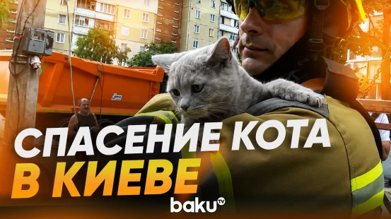 В Киеве спасли кота из многоквартирного дома, разрушенного от удара ВС России - Baku TV | RU