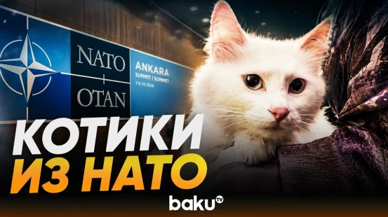 Хвостатые сотрудники саммита НАТО в Анкаре - Baku TV | RU