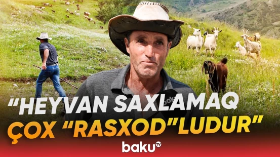 "Əziyyəti qiymətini ödəmir" | Heyvandarlıq sahəsindəki mövcud vəziyyət və qiymət - Baku TV