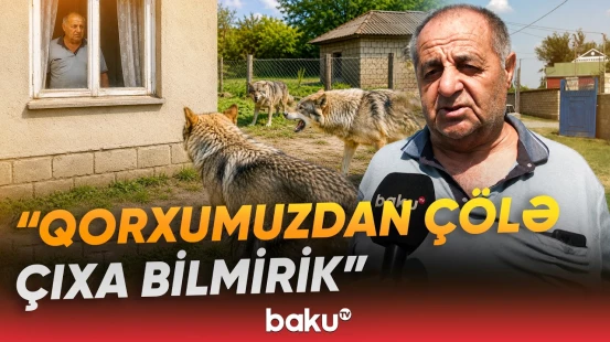 Bərdədə canavarların kəndə hücumu sakinlər arasında ciddi təşviş yaradıb - Baku TV