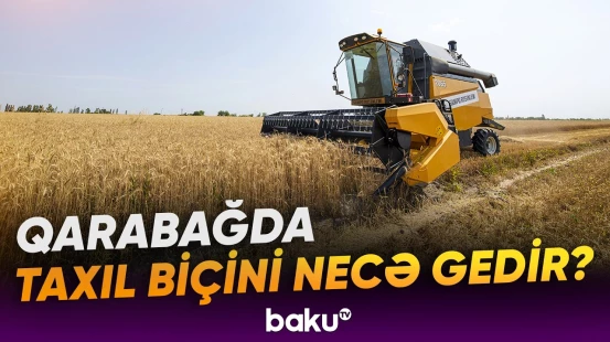 Taxıl biçininin yavaş-yavaş yekunlaşdığı dövrdə sahələrdə vəziyyət necədir? - Baku TV