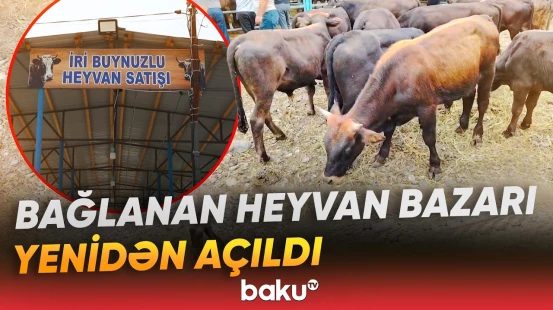 Sabirabad heyvan satışı bazarı yenidən alıcı və satıcıların xidmətindədir - Baku TV