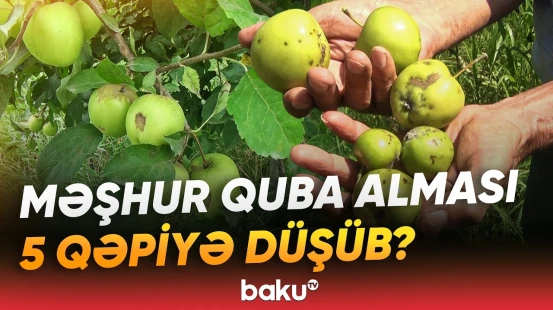 “90 faizi bu gündədir” | Bağlarda yayılan xəstəlik fermerlərin zəhmətini heç etdi - Baku TV