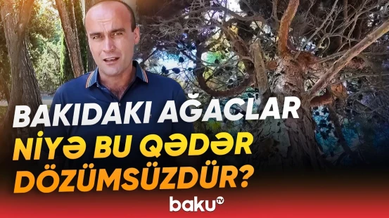 Paytaxtda külək sərtləşəndə ağaclar sınır | Bəs səbəblər nələrdir? - Baku TV