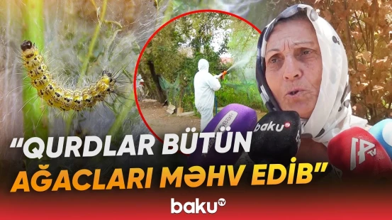 Lənkəranda zərərvericilərin artması sakinlərin narahatlığına səbəb olub - Baku TV
