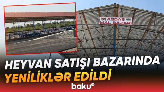 Ağdaş heyvan satışı bazarı istifadəyə verildi | Hansı şərait yaradılıb? - Baku TV